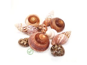 wio shell shelter mix