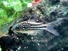Pancierniček drobný - Corydoras / nanus