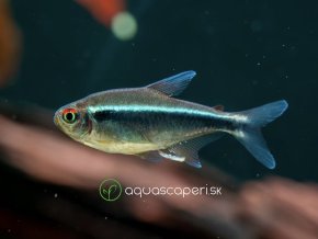 Neonka čierna - Hyphessobrycon / herbertaxelrodi
