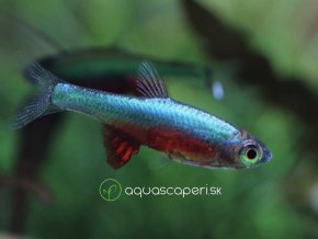 Razbora Axelrodova - Rasbora / axelrodi blue