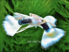 Gupka Tuxedo White - Poecilia reticulata / Tuxedo White