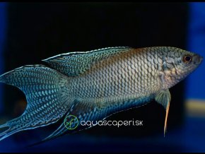 Rájovec dlhoplutvý čierny - Macropodus / spechti black