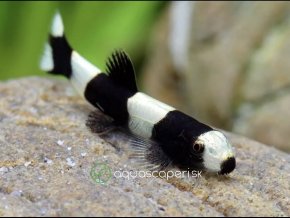 Mrenka Panda - Protomyzon pachychilus