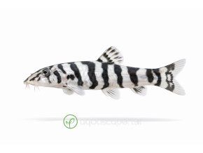 Zebra loach v plávajúcom pohybe