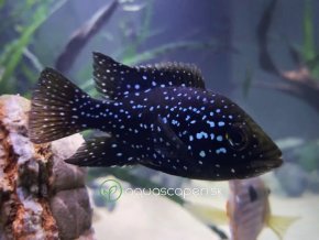 Cichlida madagaskarská - Paratilapia polleni