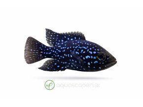 Elektricky modrý jack dempsey cichlida