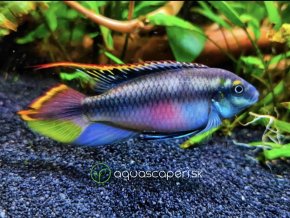 Ostriežik purpurový - Pelvicachromis / pulcher