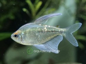 Tetra diamantová - Moenkhausia / pittieri