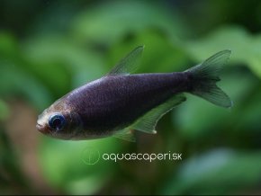 Tetra cisárska čierna - Nematobrycon / palmeri black