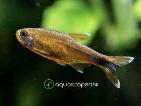 Tetra medená - Hasemania / nana