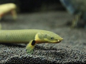 Bichirek kalabarský "Had vodný" - Erpetoichthys / calabaricus