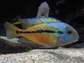 Cichlida nikaragujská - Cichlasoma / nicaraguense
