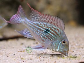 Perleťovka venezuelská - Geophagus winemilleri