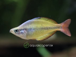 Aterínka Herberaxelrodová - Melanotaenia / herbertaxelrodi