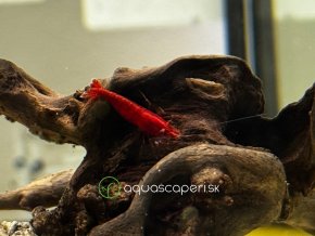 Neocaridina Davidi Super Red Sakura
