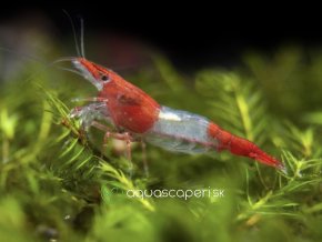 Neocaridina Davidi Red Rili