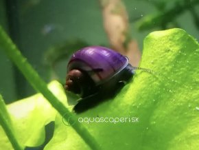 SLIMÁK AMPULÁRIA Fialová - AMPULLARIA AUSTRALIS / Purple