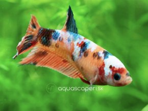 Bojovnica samica - Plakat KOI