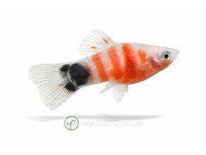 Platie v dynamickom pohybe