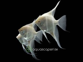 056F53ED DBB0 47A9 A5EC 3A9BF6057BA9