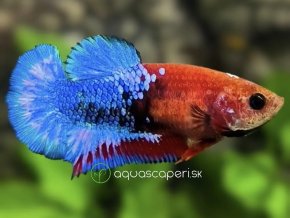 Bojovnica samica - plakat Hellboy red