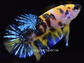 Bojovnica Samec - Plakat Fancy