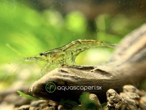 Neocaridina - mix z vyradenej selekcie
