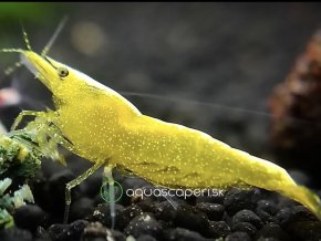 Neocaridina Davidi Yellow Fire