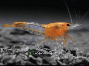 Neocaridina Davidi Orange Rili