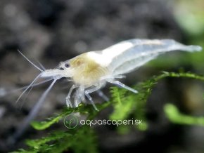 Neocaridina davidi White pearl