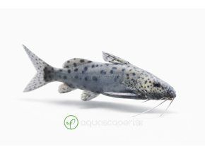 Mladá škatulková ryba s bodkami