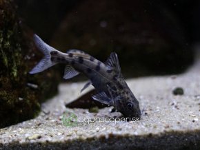 Perovec malawiský - Synodontis / njassae