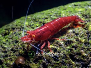 Neocaridina Davidi Bloody Mary Orange Eyes