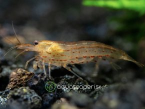 Kreveta - Caridina / japonica orange