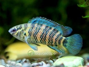 Ostnáč modrý - Badis / badis