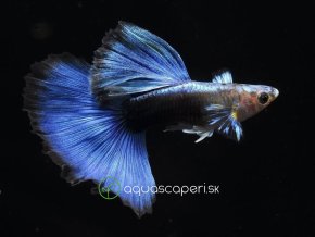 GUPKA TUXEDO BLUE - POECILIA RETICULATA / TUXEDO BLUE