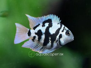 72ABCEAB 7A5E 4BE6 8F3D FD73B65551EA