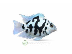 Modrý cichlíd Jack Dempsey