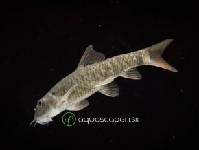 Garra rudohnedá - Garra / rufa