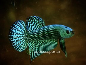 Bojovnica samec – Alien Green