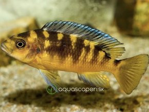 Papuľovec - Pseudotropheus / sp. crabro