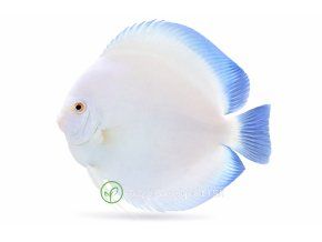 Biely diskus s modrými plutvami