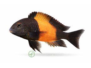 Výrazná cichlida Tropheus sp.