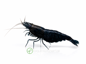 neocaridina black sapphire 2