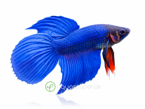 betta veil tail blue