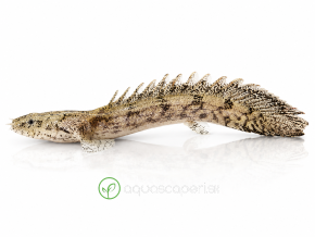 Bichira Endlicherova