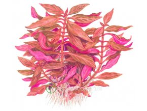 Alternanthera reineckii Rosanervig