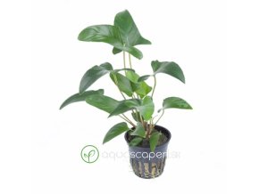Anubias gracilis 3