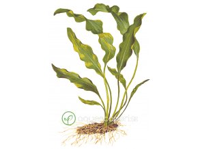 Aponogeton ulvaceus (Delenie rastlín Tropica - sieťka)