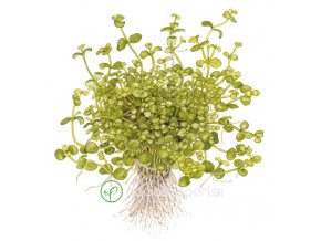 Bacopa australis